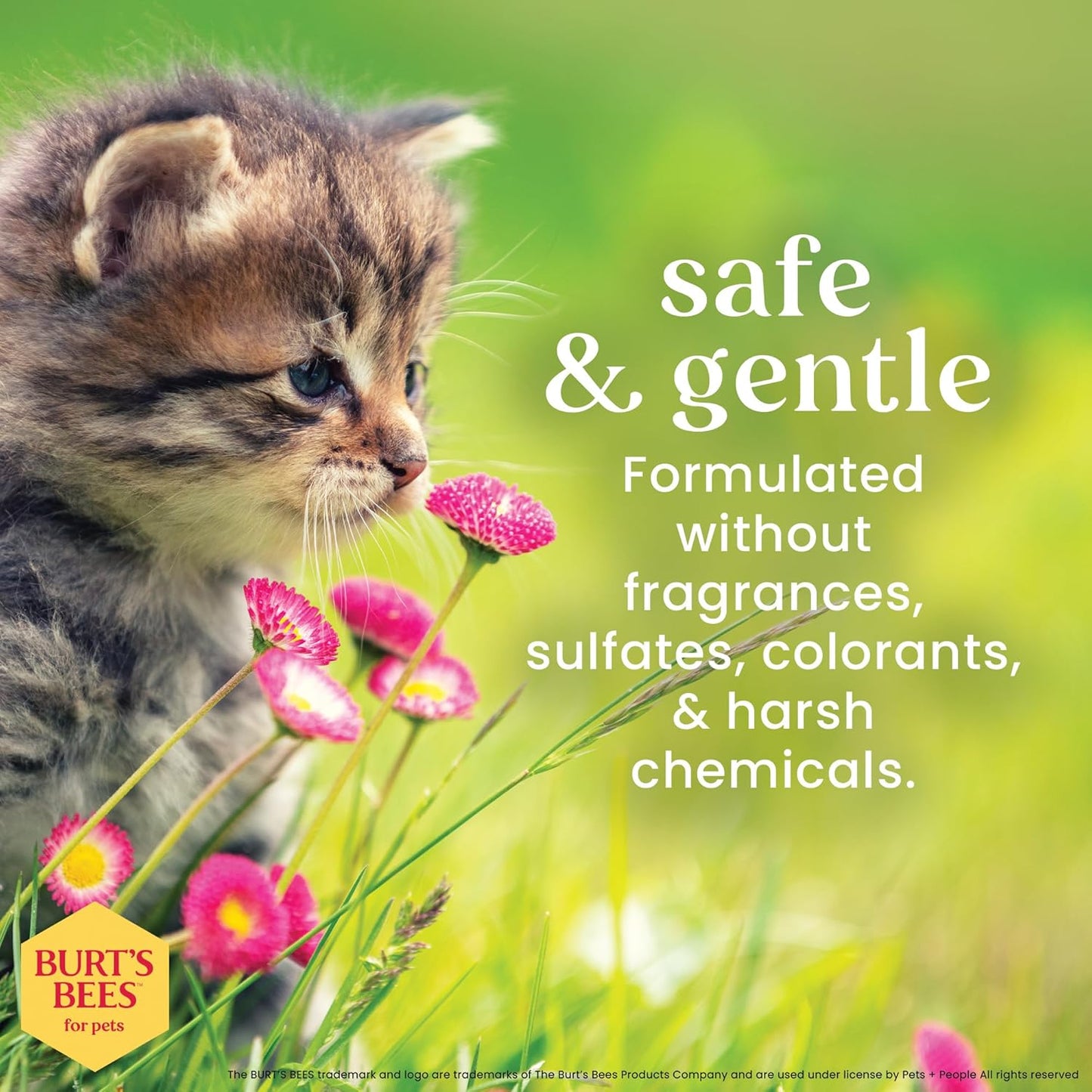 Burts Bees for Pets Tearless Kitten Shampoo with Buttermilk, 10 Fl Oz