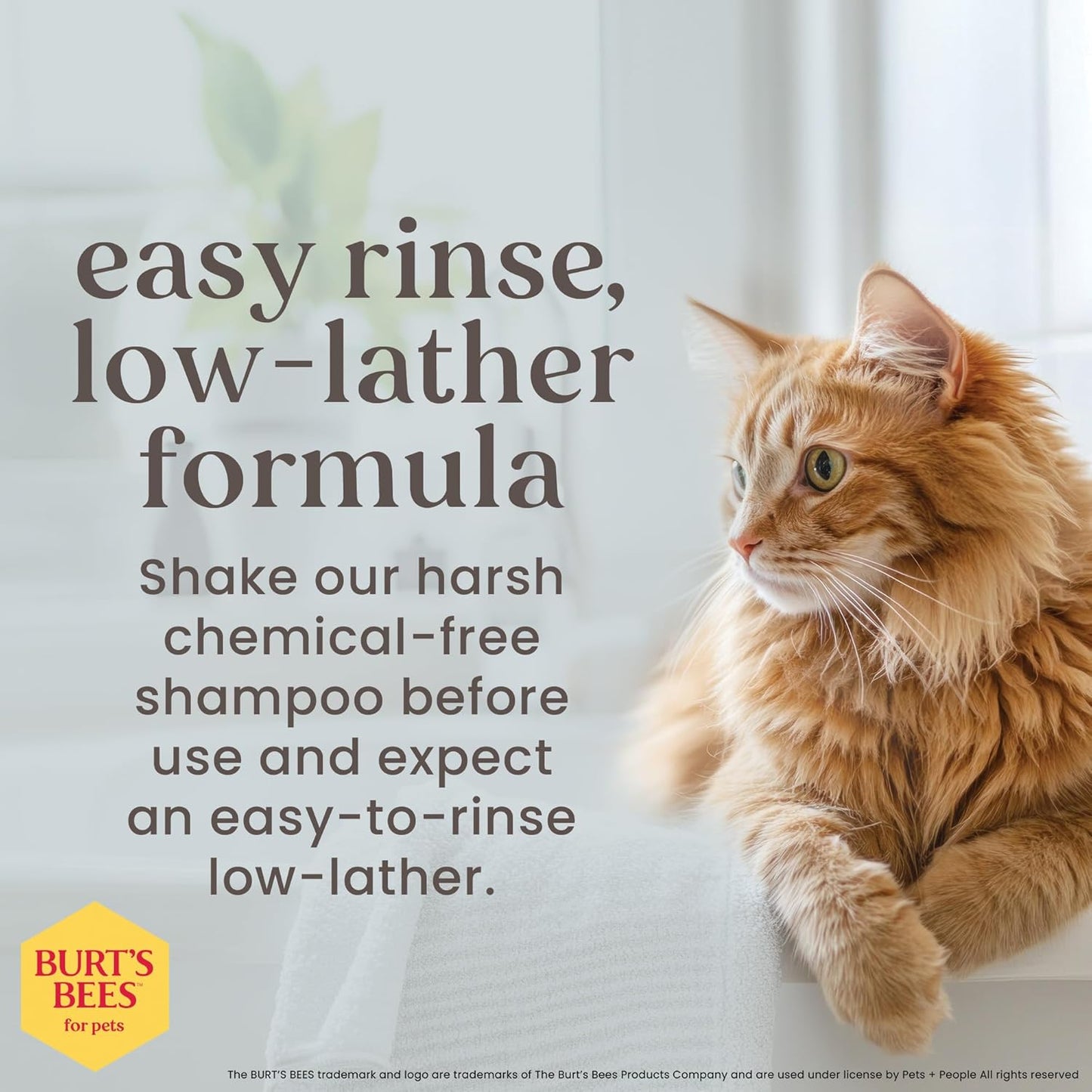 Burts Bees for Pets Tearless Kitten Shampoo with Buttermilk, 10 Fl Oz