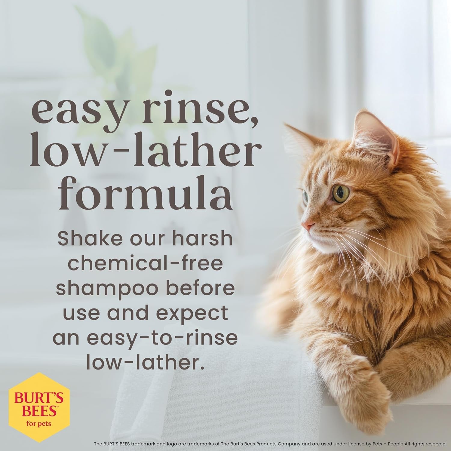 Burts Bees for Pets Tearless Kitten Shampoo with Buttermilk, 10 Fl Oz